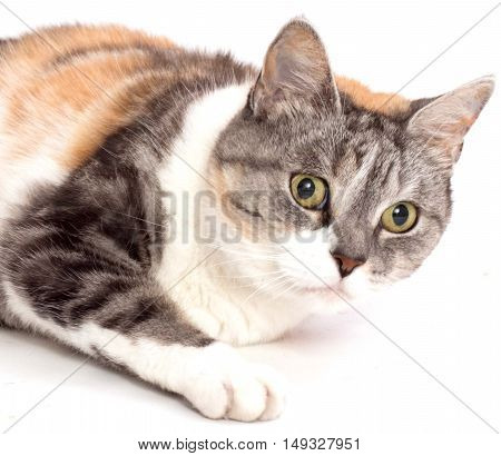 Cat tried to relax but got a bit startled in the studio