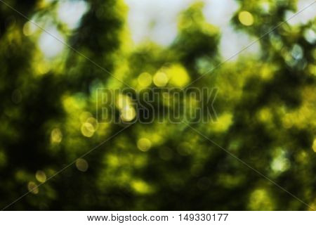 Green leaves in the sun in the middle of spring
