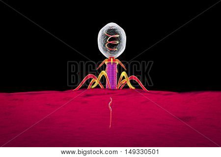 Bacteriophage infecting bacterium, 3D illustration which shows the process of insertion DNA into bacterial cell