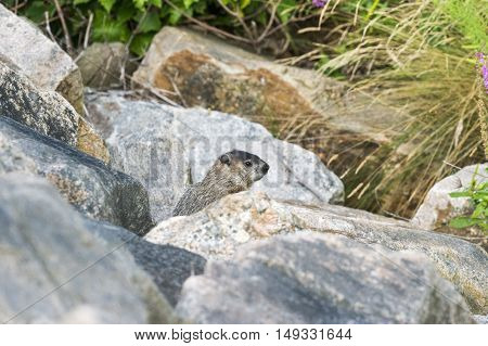 Groundhog pops out of boulders to forage in greenery