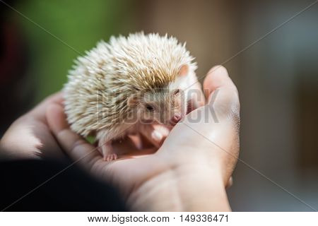 nice and cute sleepy African pygmy hedgehog rolled up in his hand at his breeder cuddling and socializing