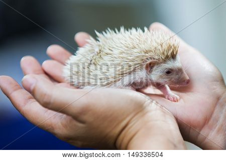 nice and cute sleepy African pygmy hedgehog rolled up in his hand at his breeder cuddling and socializing