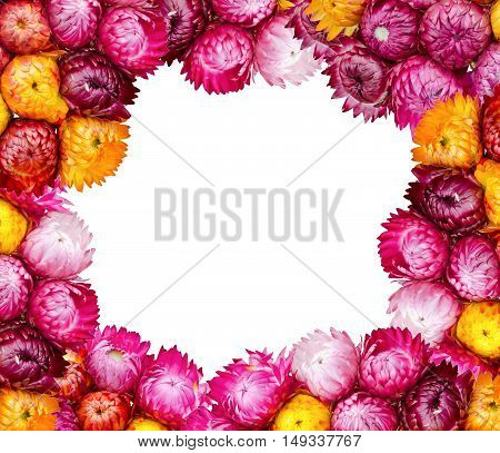 straw flower or everlasting in the market at Thailand(Helichrtsum bracteatum (Vent.) Andr.)