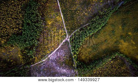 Beautiful picture of the road intersection in the lush green coniferous forest. Aerial view. From above. Picture taken using the copter.