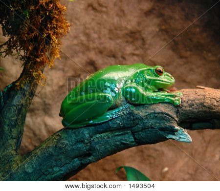 Frog3