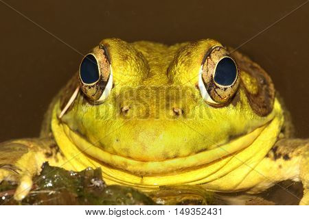 Close-up of a Green Frog (Rana clamitans) sunning in summer