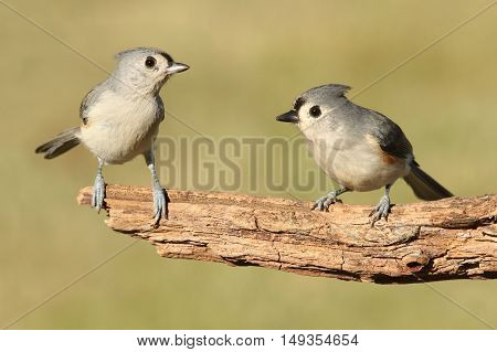 Pair of Tufted Titmice (baeolophus bicolor) on a branch with a green background