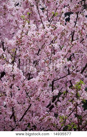 Isolare i fiori di ciliegio con colore sfondo bello
