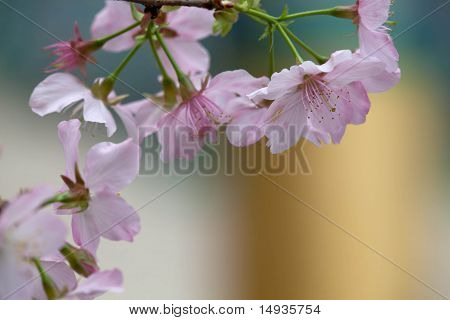 Isolare i fiori di ciliegio con colore sfondo bello