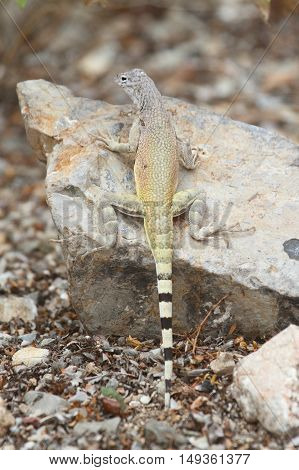Zebra-tailed Lizard (Callisaurus draconoides) in New Mexico