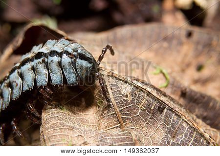 millipede myriapoda macro climbing on a green leaf
