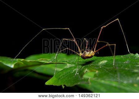 Giant long legged spider on green leaf close up macro shot