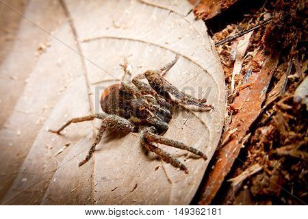 Tarantula on a leaf in the rainforest