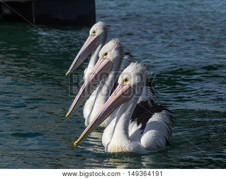 A group of three pelicans swim with an identical posture at a regular distance from each other.