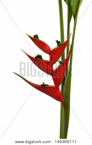 Heliconia Stricta Still Life On White Background