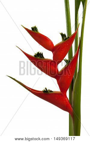 Heliconia Stricta Still Life On White Background