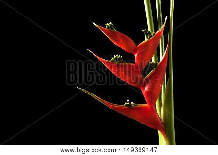 Heliconia Stricta Still Life On Black Background