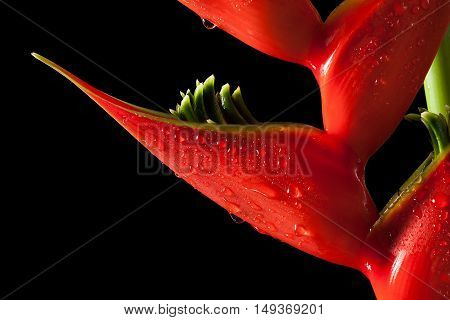 Heliconia Stricta Still Life On Black Background