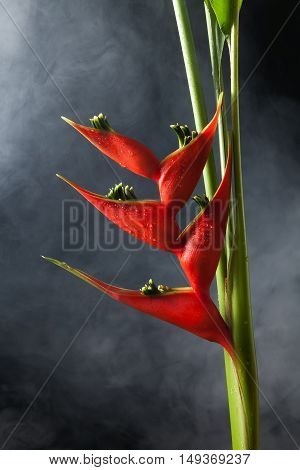 Heliconia Stricta Still Life Fog  Background