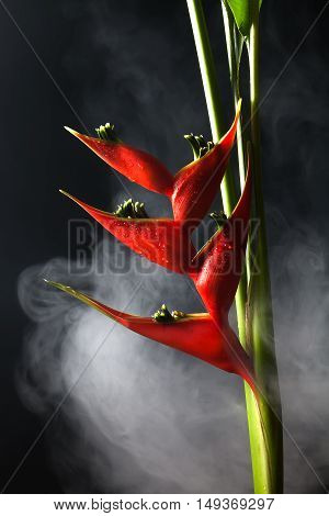 Heliconia Stricta Still Life Black Background
