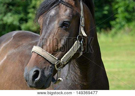 brown horse on the grass freely graze