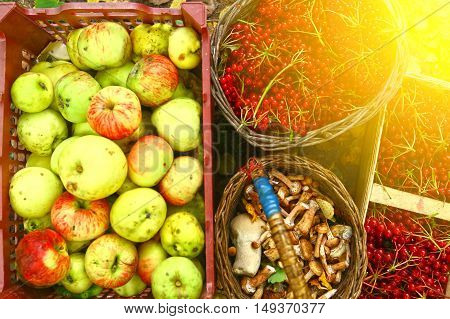 autumn harvesting - viburnum berries, mushrooms, apples in baskets close up photo on the ground