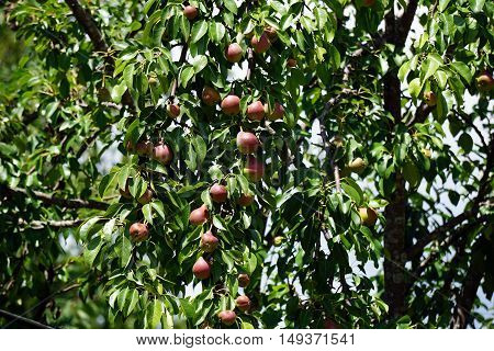 Pears ripen in a pear tree (Pyrus communis) in Harbor Springs, Michigan during August.