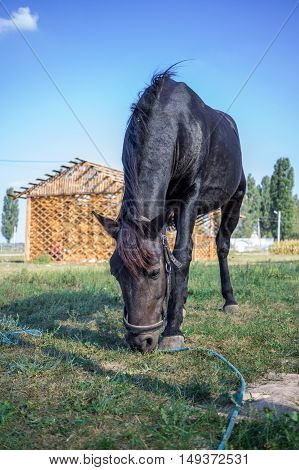 Black horse feeds at green grass at farm countryside