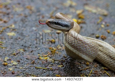 Rat Snake, Orthriophis Taeniurus Ridleyi