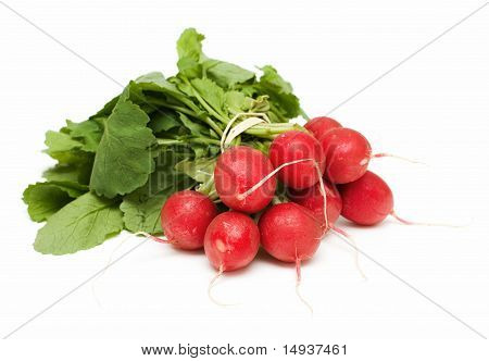 fresh radish