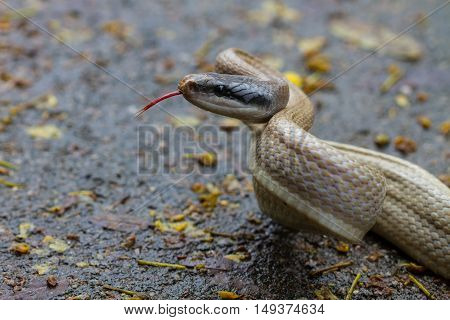 Rat Snake, Orthriophis Taeniurus Ridleyi