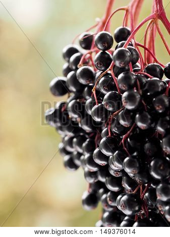 Sambucus nigra - Elderberry taken photo on a sunny day