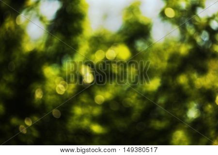 Green leaves in the sun in the middle of spring