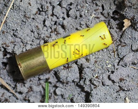 Yellow shotshell with lots of fire ants crawling atop