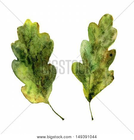 Watercolor fall oak leaves set. Hand painted illustration with autumn leaves isolated on white background. For design, background and textile.