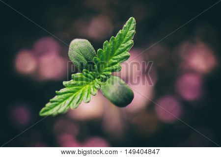 Macro detail of Marijuana plant seedling growing from seed