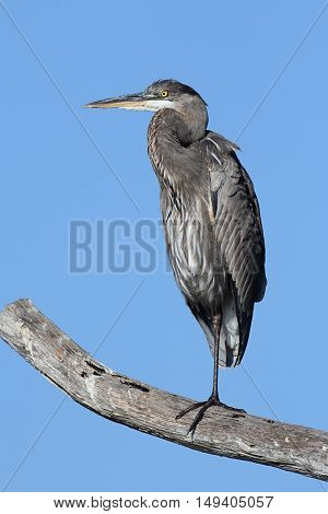 Great Blue Heron (Ardea Herodias) perched against a blue sky