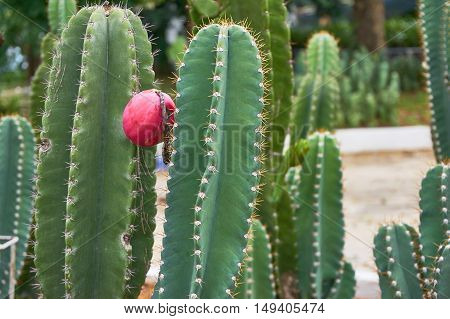 Cactus fruit with seed. Red fruit on mature cactus.