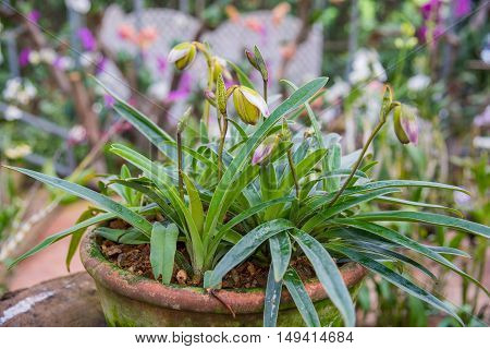 Beautiful baby orchids flower tree. (Paphiopedilum) on pot.