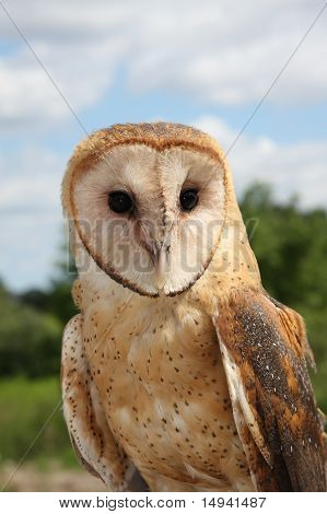 Barn Owl
