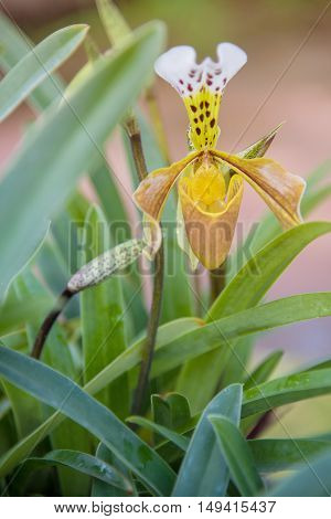 Beautiful baby orchids flower tree. (Paphiopedilum) on pot.