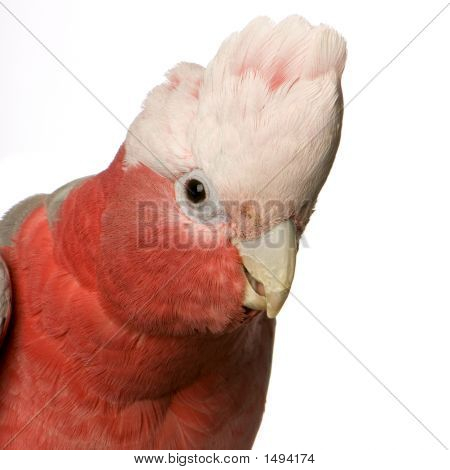 Galah