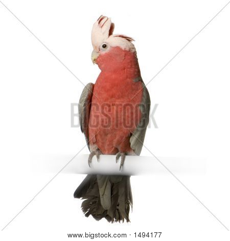 Galah