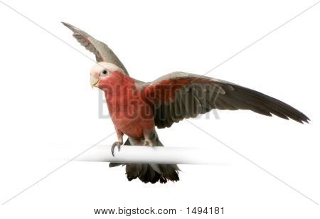 Galah