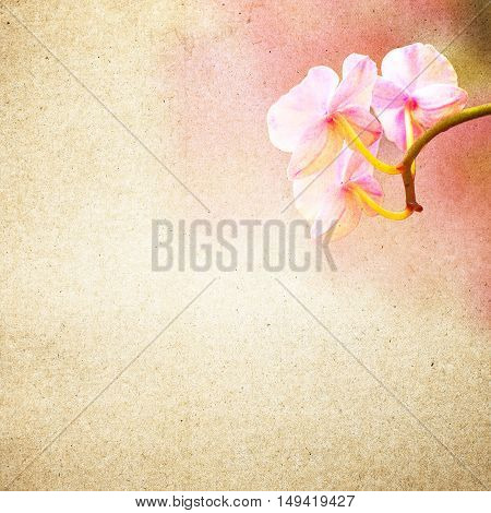 Textured Old Paper Background With Flower