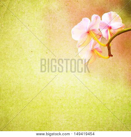 Textured Old Paper Background With Flower