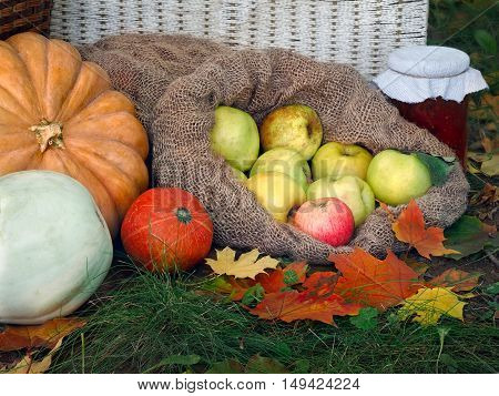 The autumn harvest from the garden on a glade with autumn leaves. Shopping pumpkins and squash jam in a jar wicker basket