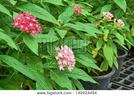 A group of tiny pink flowers, Egyptian Starcluster, in the garden