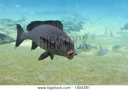 Haukotus