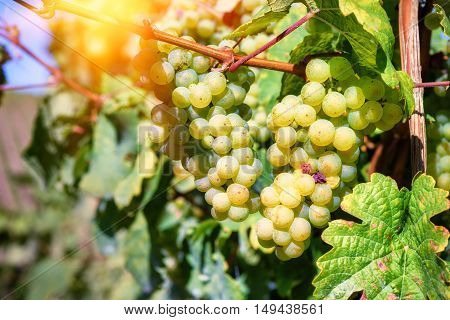 Bunch of fresh organic grape on vine branch. Wine making concept